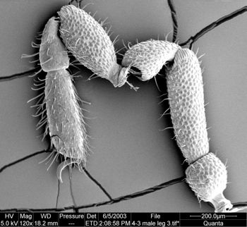 Media type: image;   Invertebrate Zoology 134639